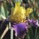 Iris germanica TB 'Jurassic Park' Re - Jurassic Park
