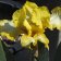 Iris germanica TB 'Light Beam' Re - Light Beam