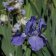 Iris germanica TB 'Louise's Blue' Re - Louise's Blue