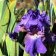 Iris germanica tb 'Mulberry Memories'  - Mulberry Memories