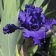 Iris germanica TB 'Navy Blues' Re - Navy Blues