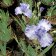 Iris germanica TB 'Ocean Pacific' Re - Ocean Pacific