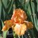 Iris germanica TB 'Orange Harvest' Re - Orange Harvest