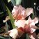 Iris germanica TB 'Pink Reprise' Re - Pink Reprise