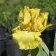 Iris germanica TB 'Pride of Ireland' - Pride of Ireland