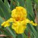 Iris germanica TB 'Pure as Gold' Re - Pure as Gold