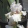 Iris germanica TB 'Renown' Re - Renown