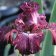 Iris germanica TB 'Return to Sender' Re - Return to Sender