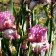 Iris germanica TB 'Returning Rose' Re - Returning Rose
