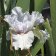 Iris germanica TB 'Seaworld' Re - Seaworld