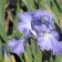Iris germanica TB 'Victoria Falls' Re - Victoria Falls