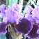 Iris germanica TB 'Violet Turner' Re - Violet Turner