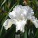 Iris germanica TB 'White Reprise' Re - White Reprise