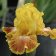 Iris germanica TB 'Wild Jasmine' Re - Wild Jasmine