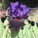 Iris germanica TB 'Wild Wings' Re - Wild Wings