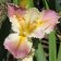 Iris Louisiana 'All Agaze' - All Agaze