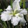Iris Louisiana 'Dural White Butterfly' - Dural White Butterfly