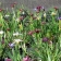 Iris 'pacific coast mixed hybrids'  - pacific coast hybrids 