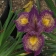 Iris 'Purple Kaleidoscope' - Purple Kaleidoscope