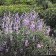 Lupinus albifrons - silver bush lupine