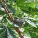 Lyonothamnus floribundus asplenifolius - Catalina ironwood