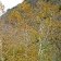 Platanus racemosa - California sycamore