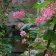 Ribes sanguineum glutinosum - pink flowering currant