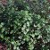 Ribes viburnifolium - evergreen currant