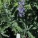 Salvia 'Bee's Bliss' - hybrid sage