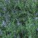 Salvia x brandegei 'Pacific Blue' - hybrid sage