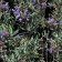 Salvia clevelandii 'Aromas' - Cleveland sage selection