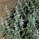 Salvia leucophylla 'Point Sal' - low growing purple sage