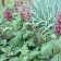 Salvia spathacea - hummingbird sage