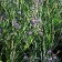 Sisyrinchium bellum - blue-eyed grass