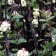 Symphoricarpos mollis - snowberry