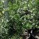 Umbellularia californica - bay laurel