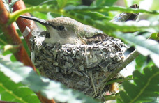 Hummingbird nesting in Lyonothamnus floribundus