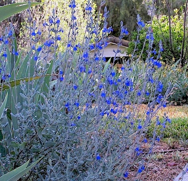 Salviachamaedryoides-copy-612x590