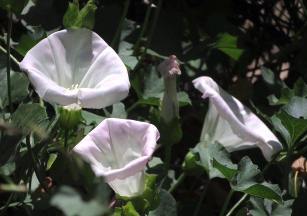 calystegiamacrostegia-612x432