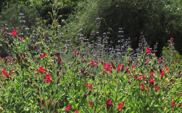 galveziafirecrecker-612x382