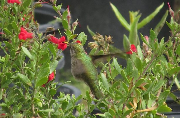 galveziafirecreckerhummer-612x402