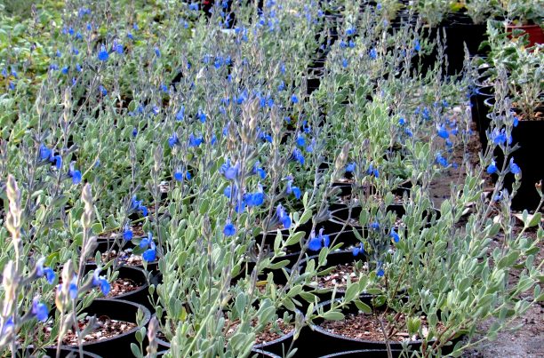 salviachamaedryoides-copy-10-612x403