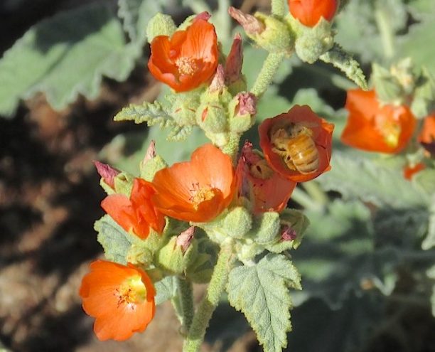 sphaeralcea-copy-3-612x495