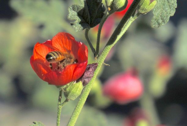 sphaeralcea-copy-39-612x414