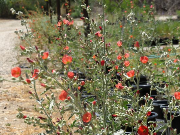 sphaeralcea-copy-56-612x459