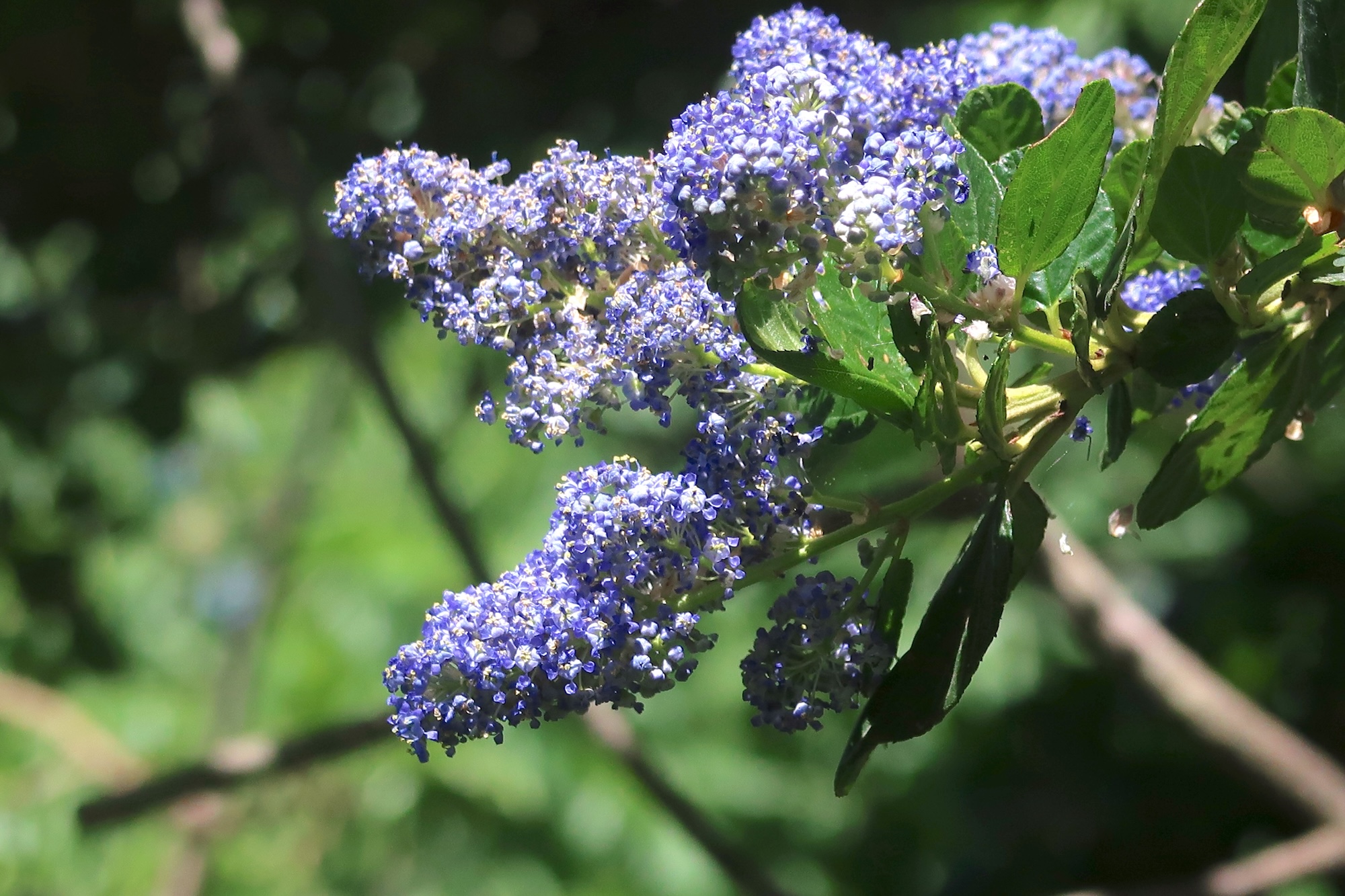 CeanothusKingCong copy 3