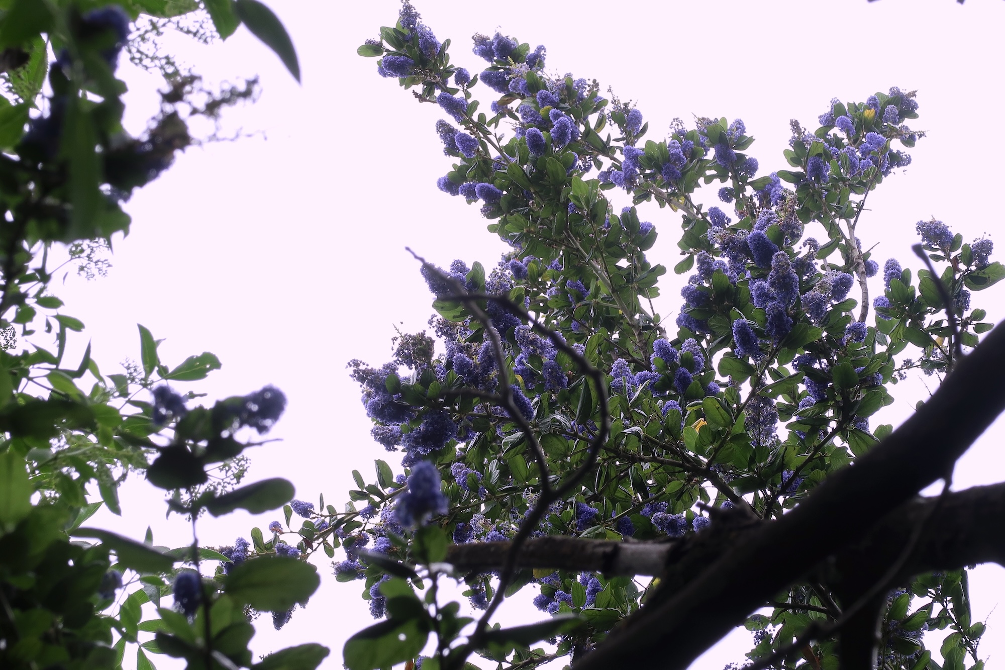 CeanothusKingCong2 copy