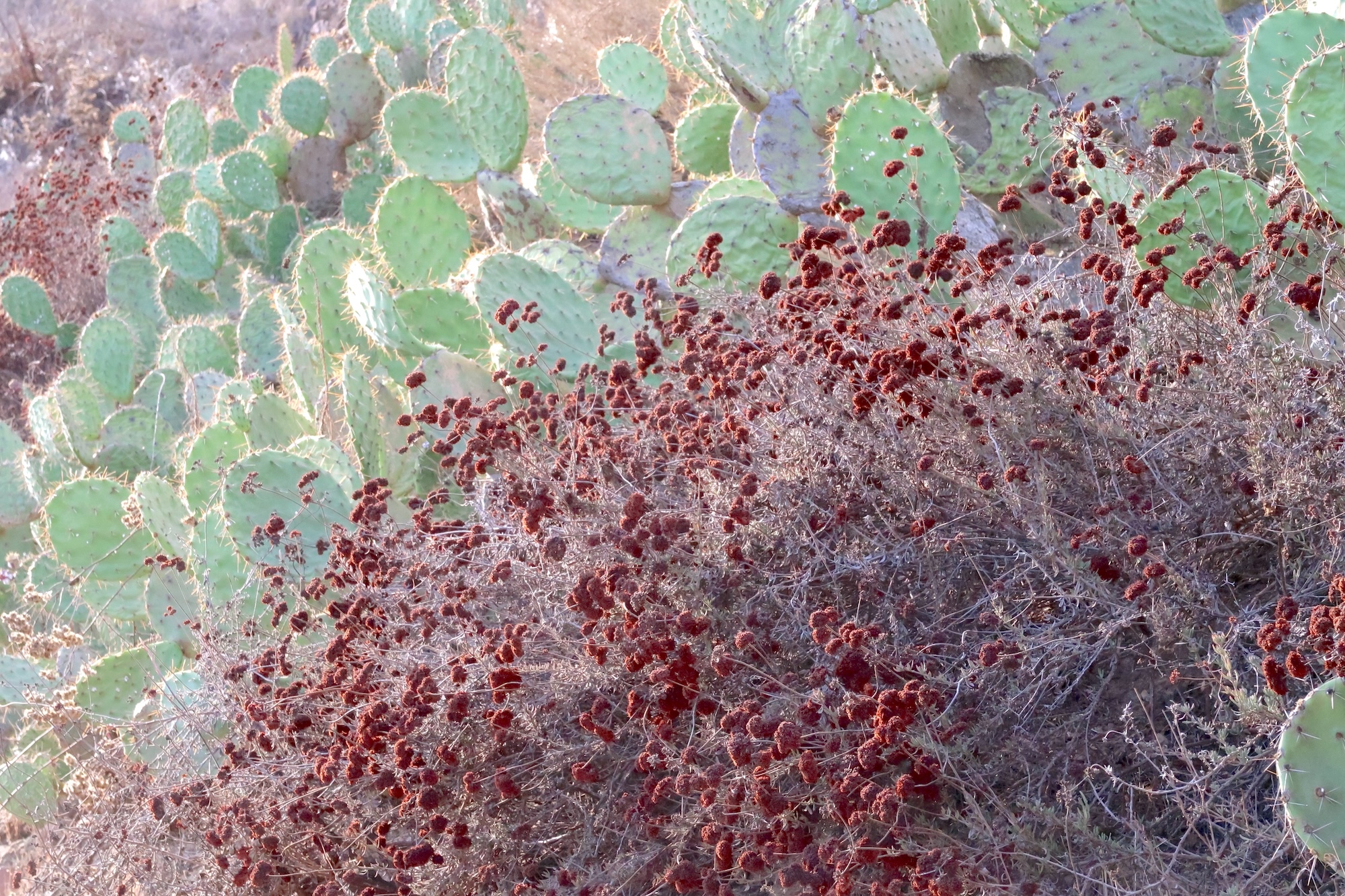 7.Eriogonumfasciculatum