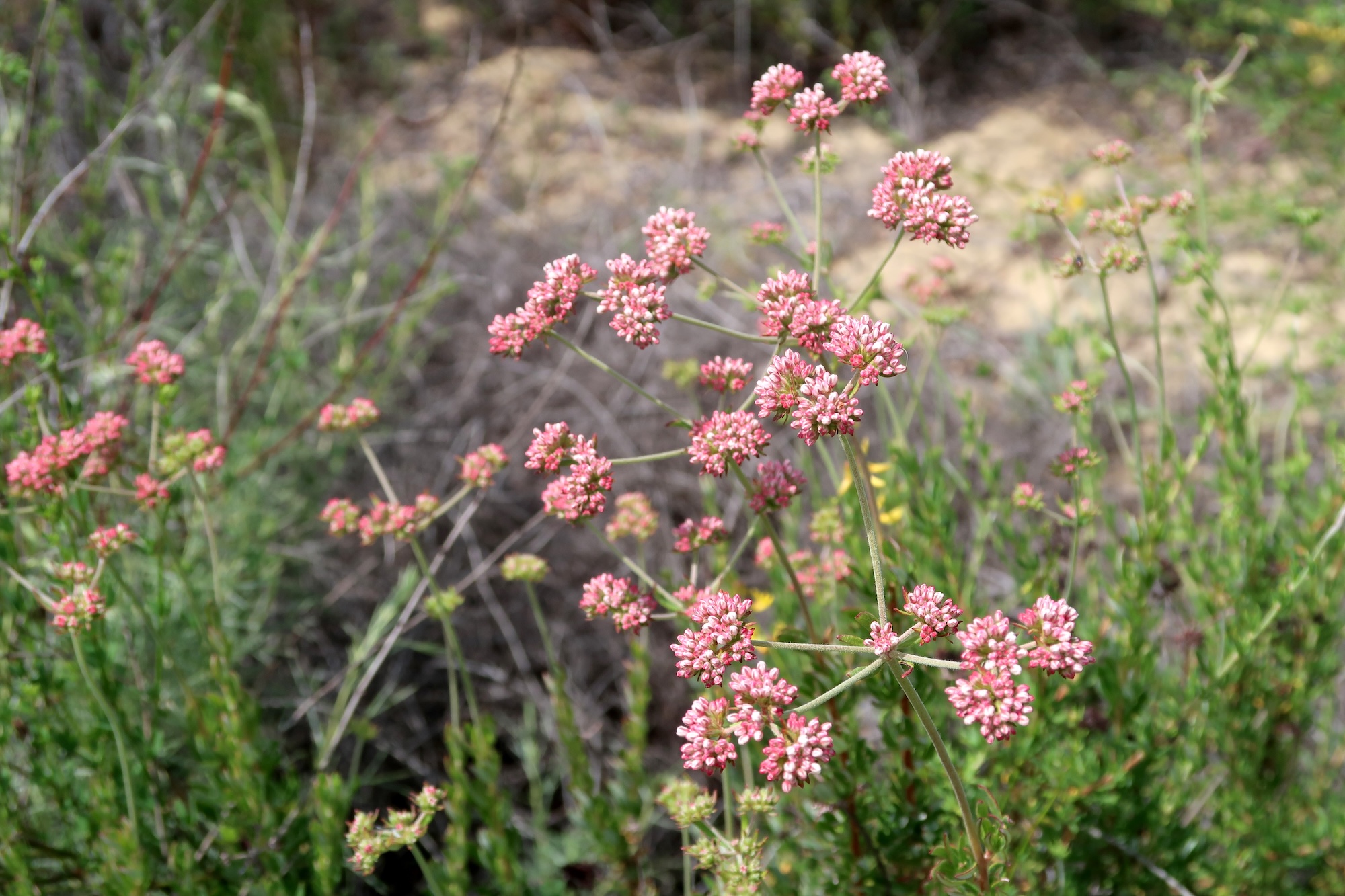 Eriogonumfasciculatum