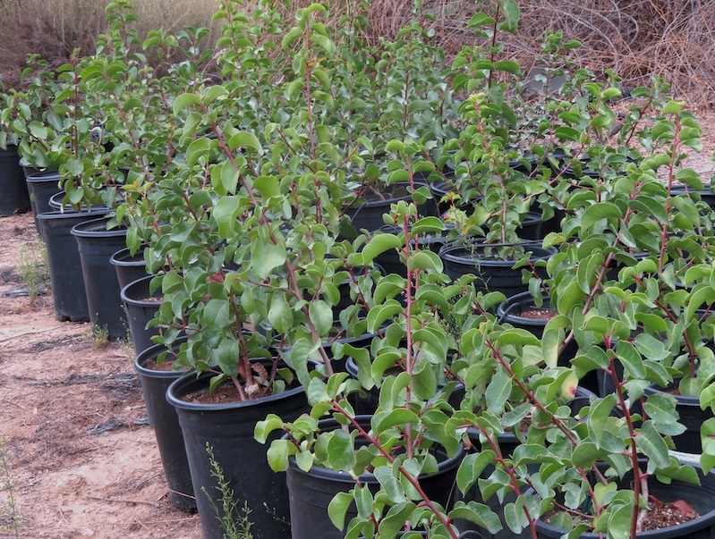 rhusovata1